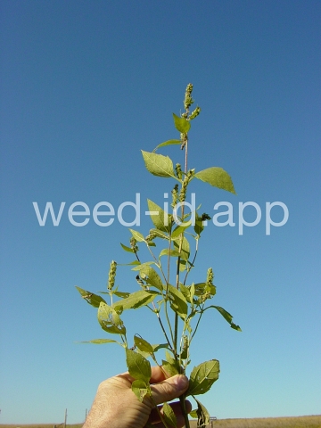 marshelder, annual